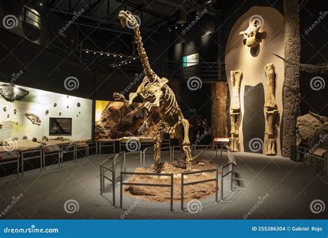 Fossil Skull of Extinct , Titanosaurus Australis, Editorial Stock Image ...