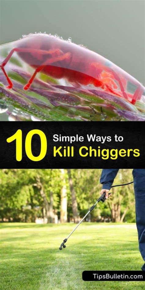 10 Simple Ways to Kill Chiggers