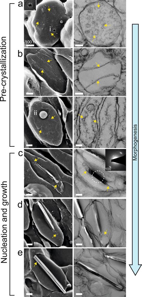 The morphogenesis of guanine crystals in a juvenile scallop eye by... | Download Scientific Diagram