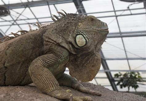 These large lizards have become very popular as pets throughout the ...