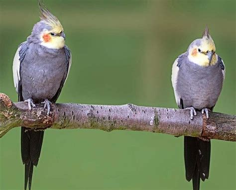 A Cockatiels Mating Ritual Explained - Cockatiels As Pets