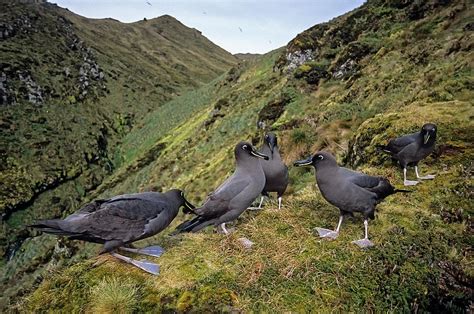 Sooty Albatross Group Courting, Gough Island, South Atlantic Photograph by Tui De Roy / Naturepl ...