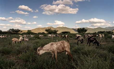 What Is Pastoralism? The Environmental Impacts of Animal Agriculture