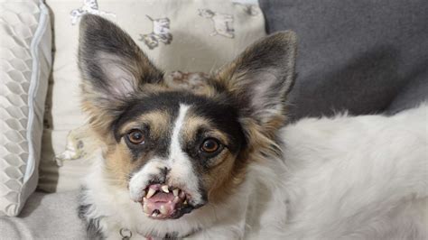 Dog left with horrific injuries needs money to rebuild her face