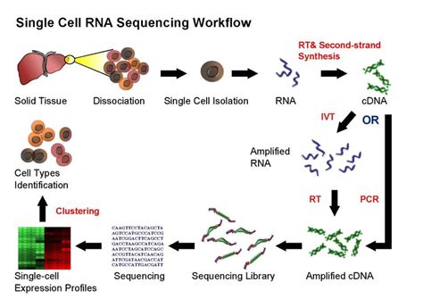 Analysis of single cell RNA-seq data: 2018 BioInfoSummer Workshop