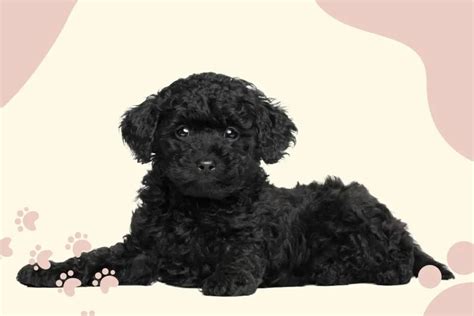 1000+ Popular Poodle Names | PoodleHQ