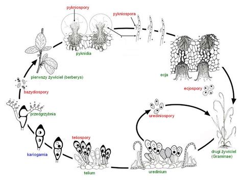 Life cycle of Puccinia graminis POL - PICRYL - Public Domain Media ...