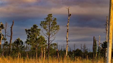 North Carolina’s Ghost Forests May Contribute to Climate Change | College of Natural Resources News