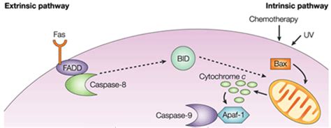 Intrinsic Apoptosis Pathway - Creative Diagnostics