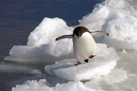 “cold, cold, cold, cold!” 😂 #penguins | Dieren, Beestjes, Snowboarden