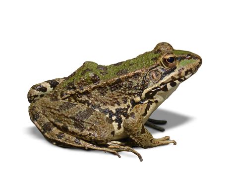 All about frogs and toads – Welcome Wildlife