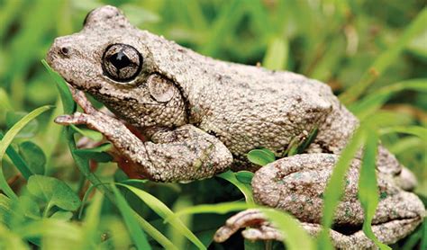 Peron’s tree frog | Australian animals | NSW National Parks