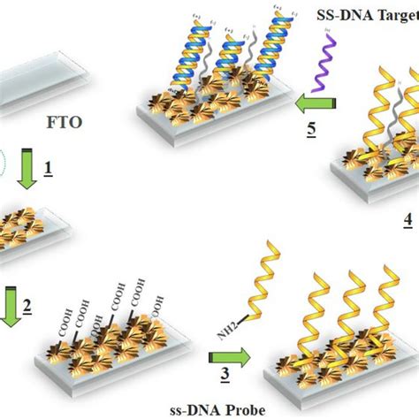 The schematic of various steps of nanocomposite fabrication: (1 ...