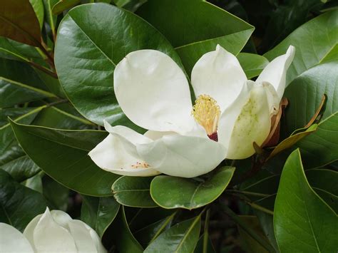 Magnolia grandiflora - Cambridge University Botanic Garden