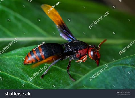 Black Red Hornet Stock Photo 118622467 - Shutterstock