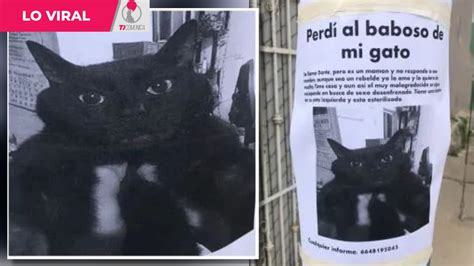 La búsqueda de un gato perdido llamado “Dante” se ha viralizado: “Perdí al baboso de mi gato ...