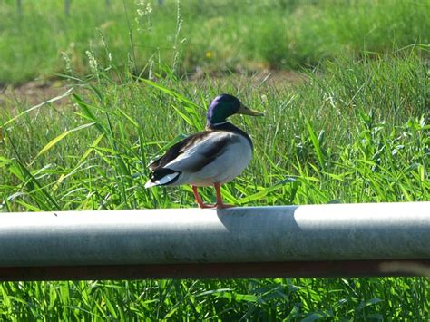 Duck Mallard Plumage - Free photo on Pixabay - Pixabay