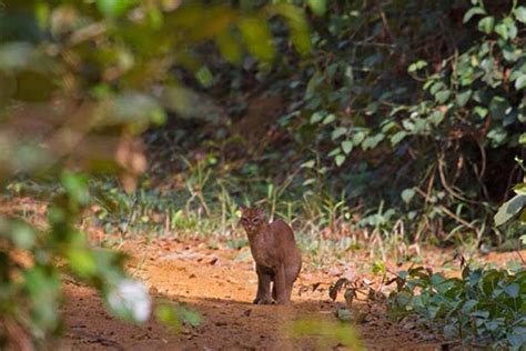 The African Golden Cat • Travel Guide • Destination Uganda