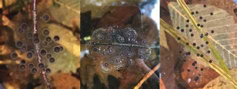 Jefferson Salamander (Ambystoma jeffersonianum) | Vermont Atlas of Life