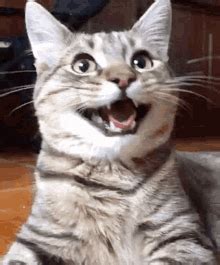 Laughing Cat GIFs | Tenor