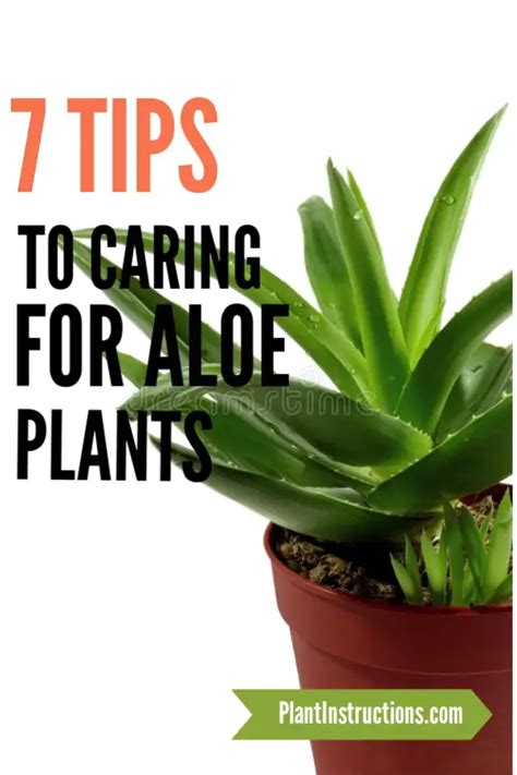 How to Care For Aloe Vera Plants - Plant Instructions