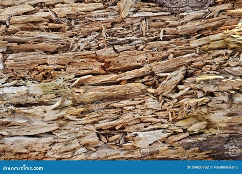 Rotten wood texture stock photo. Image of striped, bark - 38426962