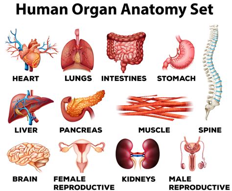 Anatomy Levels Of Organization - Bank2home.com