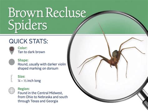 How To Kill Brown Recluse Spider In Your Home