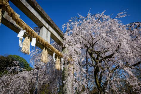 Hanami - Cherry Blossoms Viewing in Japan - My Kyoto Photo