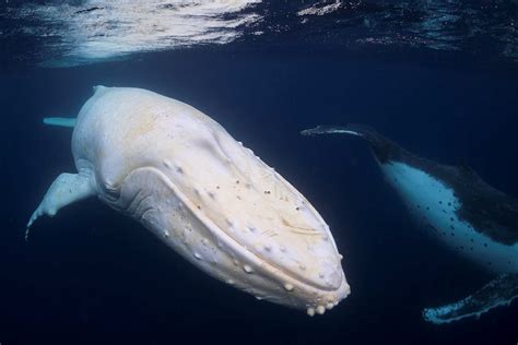 Drone footage of very young whale calf depicts possible rare albino ...