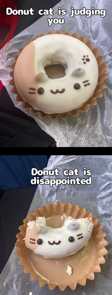 Donut cat : r/Catmemes