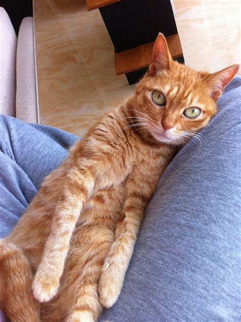 Just found out that orange female tabby cats are uncommon, so how about one that was also a ...