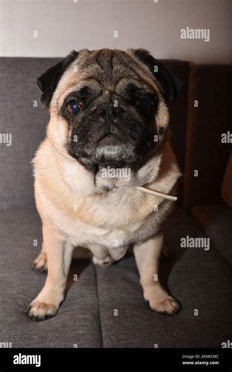 Pug sitting on a couch Stock Photo - Alamy