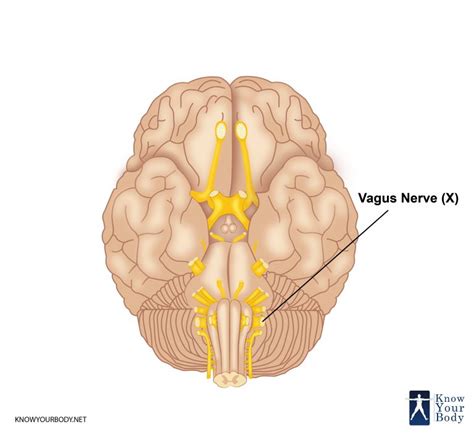 Vagus Nerve - Function, Location, Anatomy and FAQs