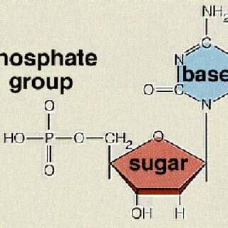 Phosphate Group, Definition and Roles in Chemicals - ECHEMI