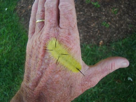 American Dagger Moth (Acronicta americana)) - The HUDSON RIVER PARK Companion