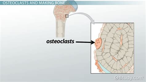 Osteoclast: Definition, Function & Formation - Video & Lesson Transcript | Study.com