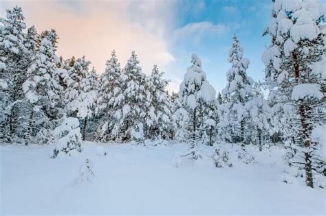 Premium Photo | Beautiful winter landscape snow tree