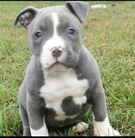 Pitbull Blue Cachorros, Únicos Garantizados - $ 4,499.00 en Mercado Libre