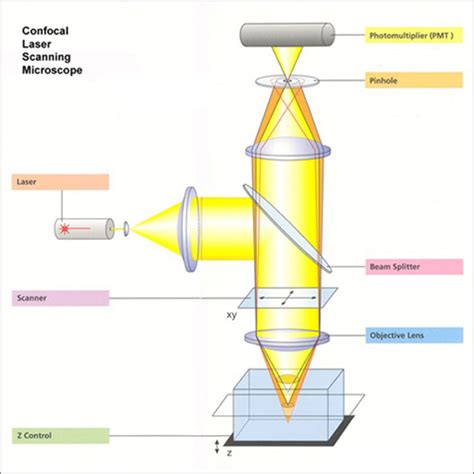 Confocal Laser Scanning Microscope (CLSM) – CET Scientific Services Pte Ltd