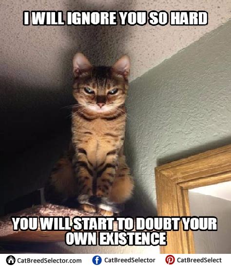 Pictures of Evil Cat Memes | Evil cat, Funny cat memes, Cute animal memes