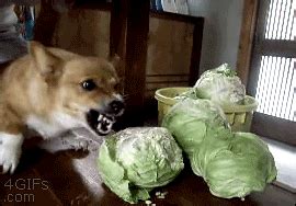 Cabbage | Dogs | Know Your Meme