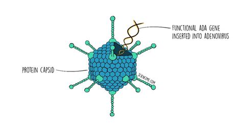 Gene Therapy with Adenovirus | Gene therapy, Therapy, Gene