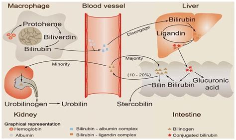 Schematic illustration of bilirubin metabolism. Aging red blood cells ...