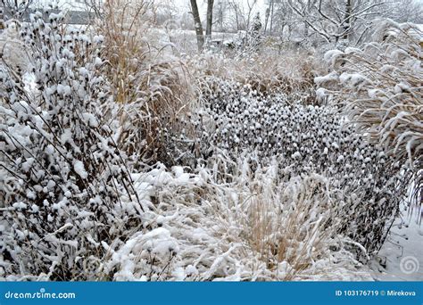 Snowy garden stock image. Image of frost, plants, country - 103176719