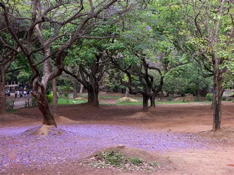 Bangalore Parks- Watch the Wonders of the Garden City | The Vacation ...