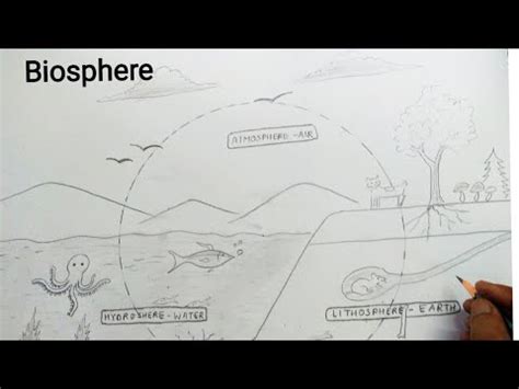 how to draw biosphere diagram - YouTube