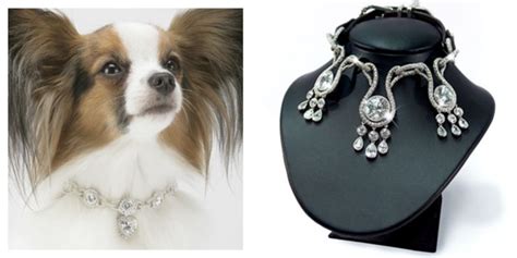 Amazing Dog Accessories - Most Expensive Thing