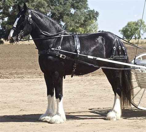 Shire Horse Breed Information, History, Videos, Pictures