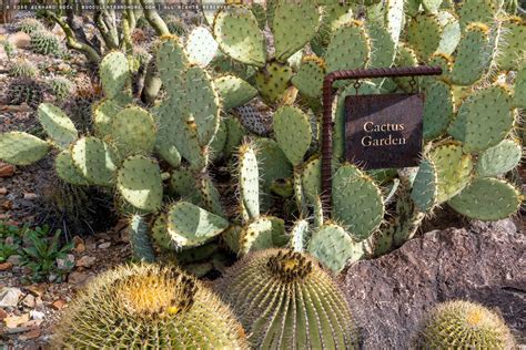 Cactus Garden at the Arizona-Sonora Desert Museum